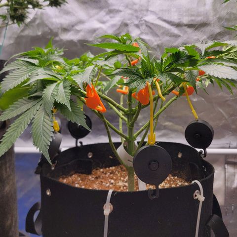 Space Station growlog timeline photo