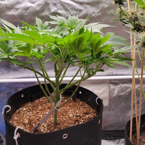 Space Station growlog timeline photo