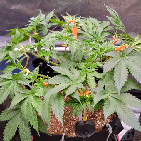 Space Station growlog timeline photo