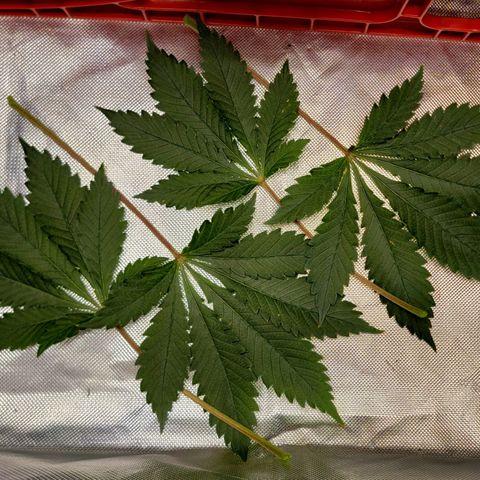 Space Station growlog timeline photo