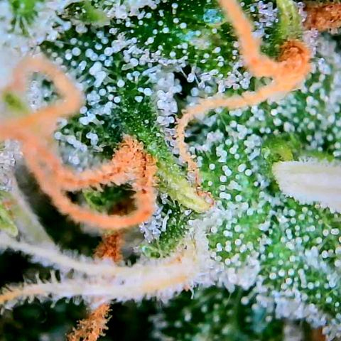 Tangerine Dream Auto growlog photo: Just letting the soil dry out and then it's chop chop time. Maybe? 