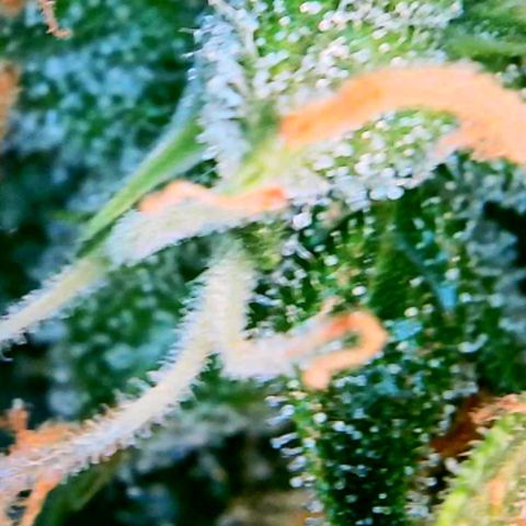 Tangerine Dream Auto growlog photo: Just letting the soil dry out and then it's chop chop time. Maybe? 