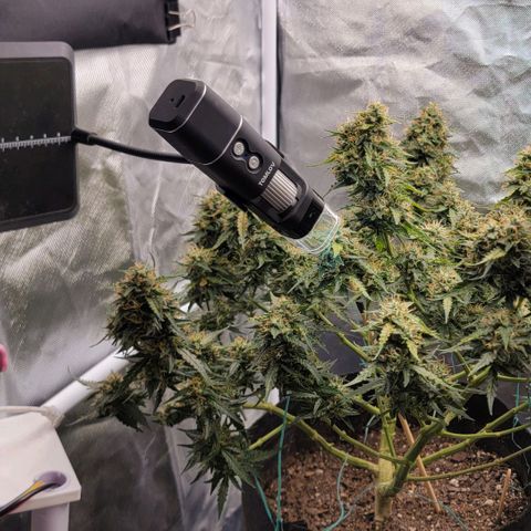 Tangerine Dream Auto growlog photo: Just letting the soil dry out and then it's chop chop time. Maybe? 