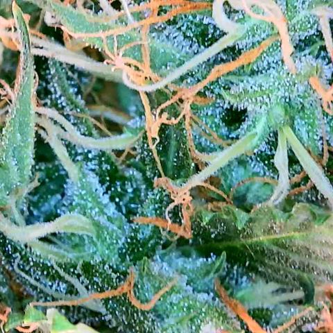 Purple Punch Auto growlog photo: A lot of white pistols top to bottom still. Gonna need longer on her