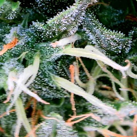 Purple Punch Auto growlog photo: A lot of white pistols top to bottom still. Gonna need longer on her