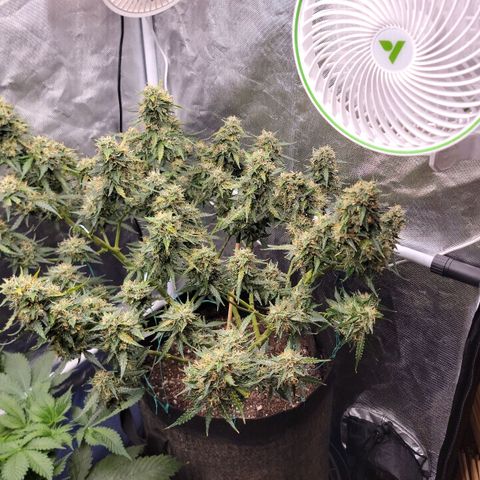 Tangerine Dream Auto growlog timeline photo