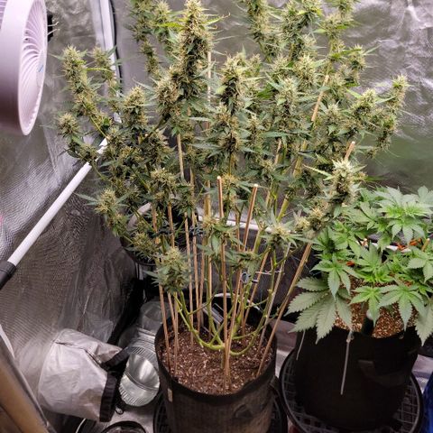 Purple Punch Auto growlog timeline photo