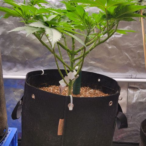 Space Station growlog timeline photo