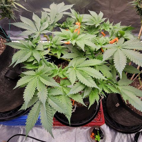 Space Station growlog timeline photo