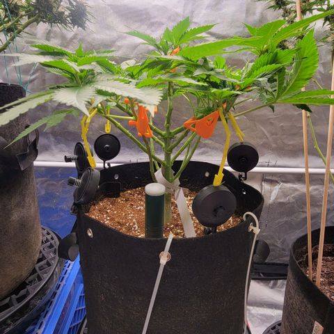 Space Station growlog timeline photo