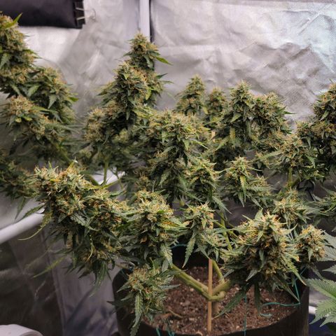 Tangerine Dream Auto growlog timeline photo