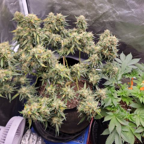 Tangerine Dream Auto growlog timeline photo