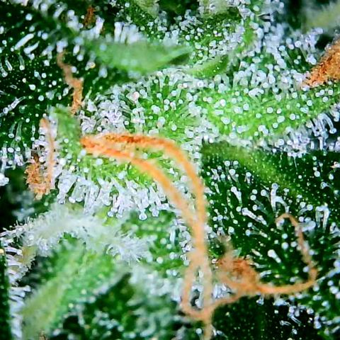 Tangerine Dream Auto growlog timeline photo