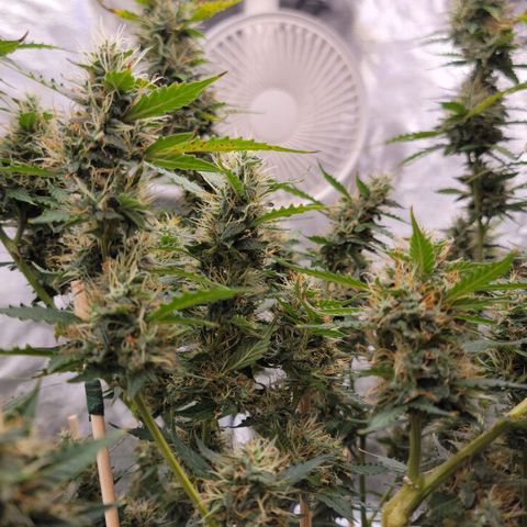 Purple Punch Auto growlog timeline photo