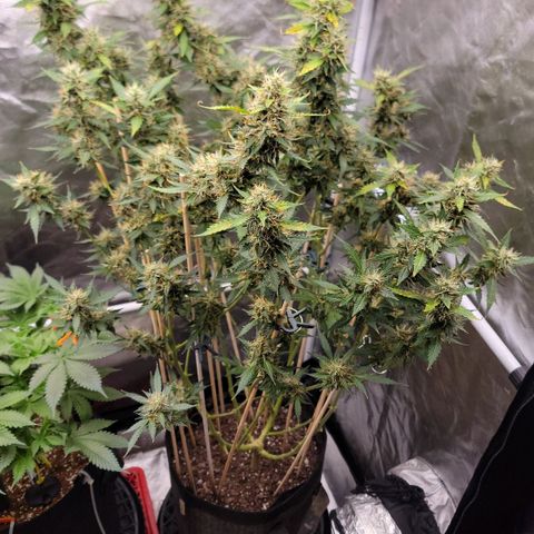 Purple Punch Auto growlog timeline photo