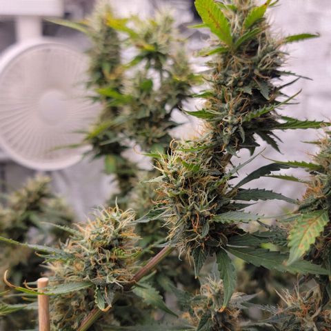 Purple Punch Auto growlog timeline photo