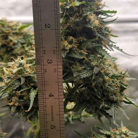 Tangerine Dream Auto growlog timeline photo