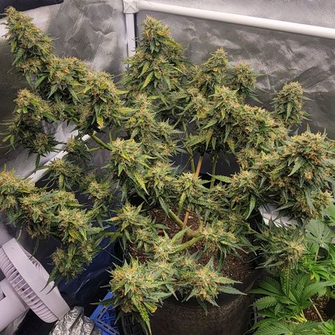 Tangerine Dream Auto growlog timeline photo