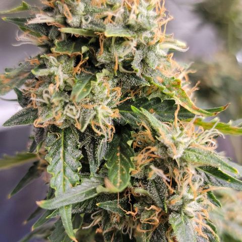 Tangerine Dream Auto growlog timeline photo