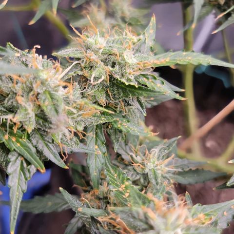 Tangerine Dream Auto growlog timeline photo