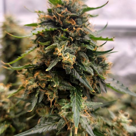 Tangerine Dream Auto growlog timeline photo