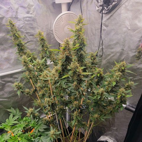 Purple Punch Auto growlog timeline photo