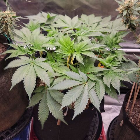 Space Station growlog timeline photo