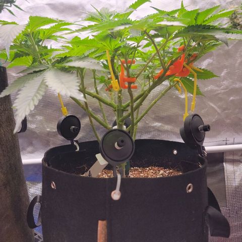 Space Station growlog timeline photo