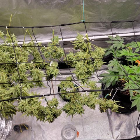 Tangerine Dream Auto growlog photo: They dead