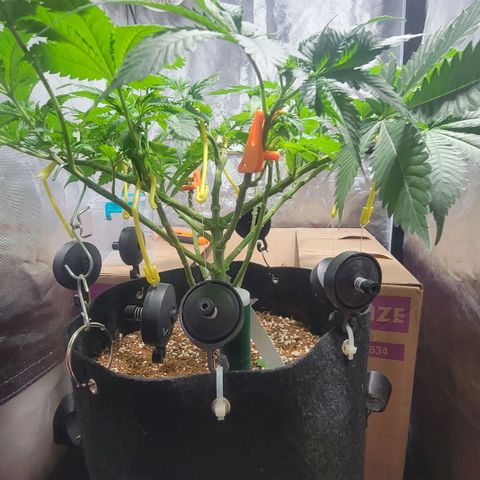 Space Station growlog photo: We'ed be training
We'ed be drying