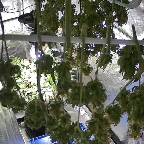 Tangerine Dream Auto growlog photo: Smells slightly like hay with a !Hey there beautiful! smell 