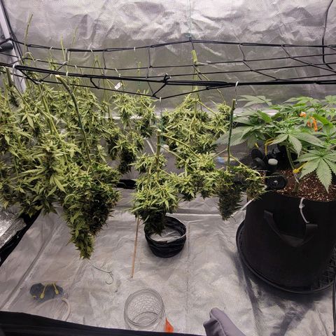 Tangerine Dream Auto growlog photo: Smells slightly like hay with a !Hey there beautiful! smell 