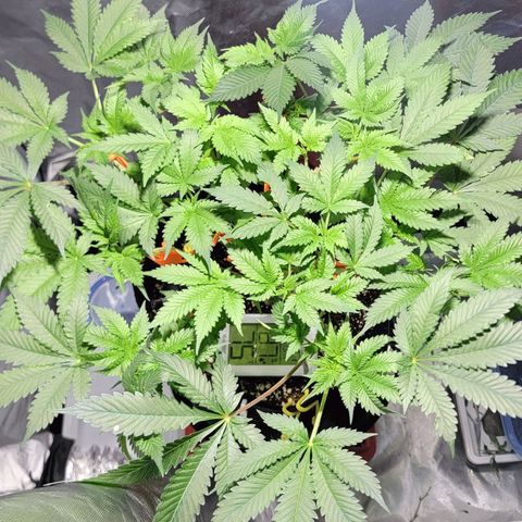 Space Station growlog timeline photo