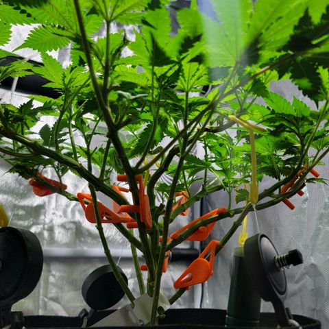 Space Station growlog timeline photo