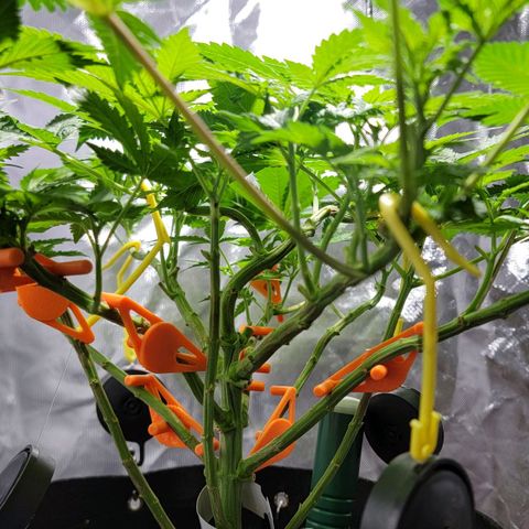 Space Station growlog timeline photo