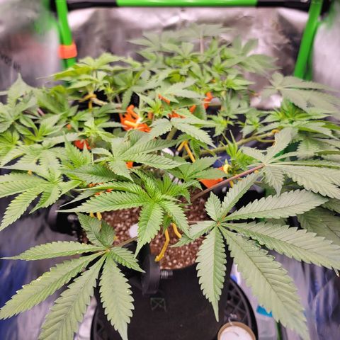 Space Station growlog photo: Couple more days until I flip to flower