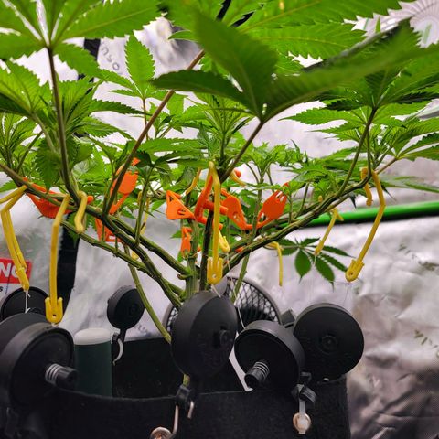 Space Station growlog photo: Couple more days until I flip to flower
