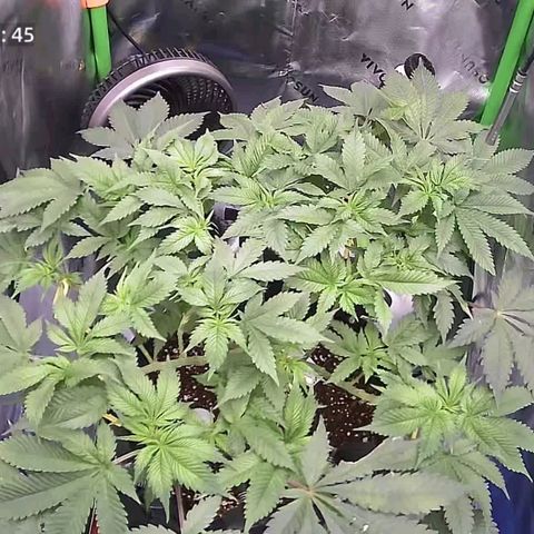 Space Station growlog timeline photo