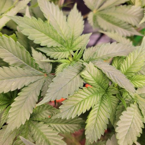 Space Station growlog photo: Oh so beautiful 