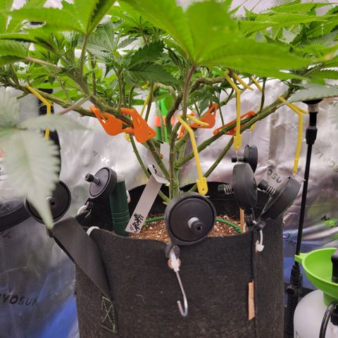 Space Station growlog photo: Oh so beautiful 