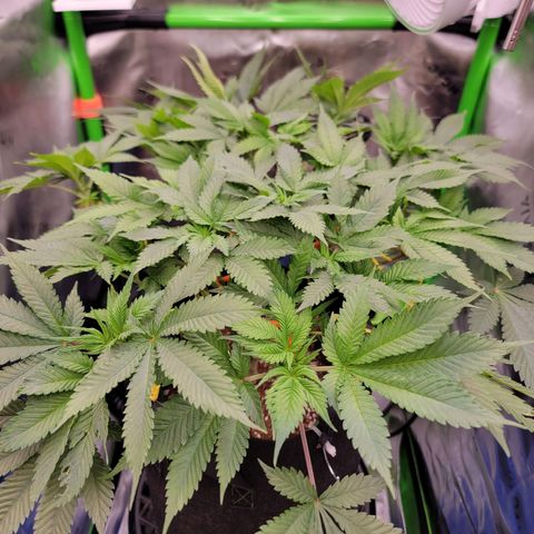 Space Station growlog photo: Oh so beautiful 