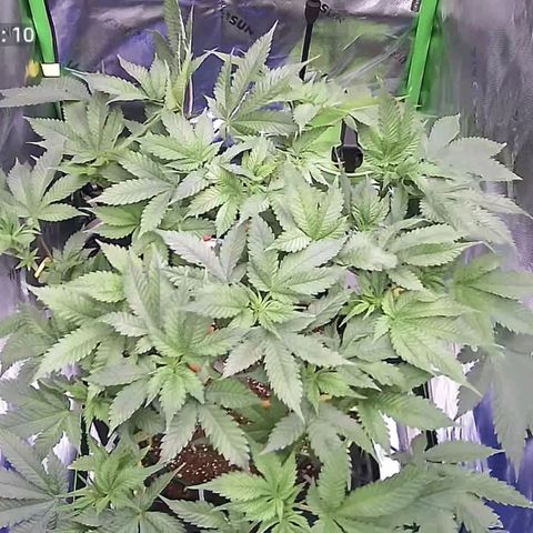 Space Station growlog photo: Oh so beautiful 