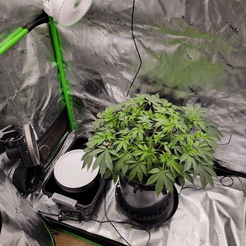 Space Station growlog photo: Transplant and irrigation