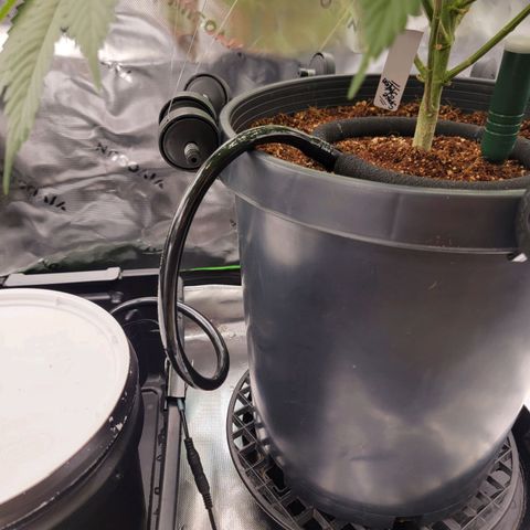 Space Station growlog photo: Transplant and irrigation
