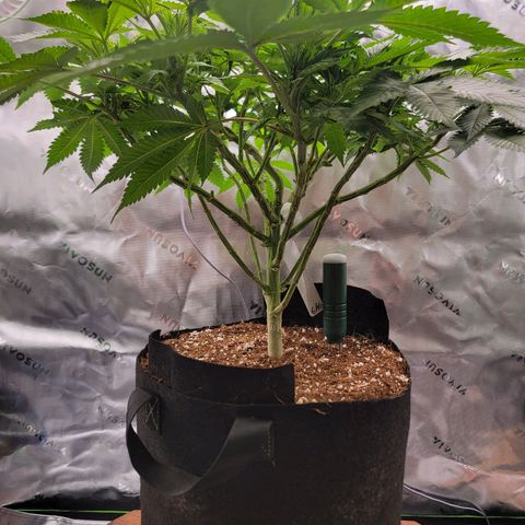 Space Station growlog photo: Transplant and irrigation