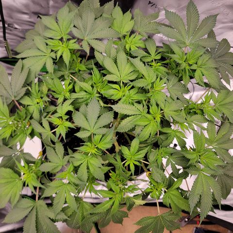 Space Station growlog photo: Tied down and ready to GROW. 