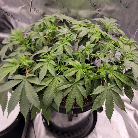 Space Station growlog photo: Tied down and ready to GROW. 