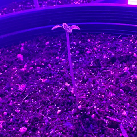 Northern Lights Auto growlog timeline photo