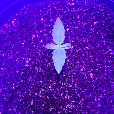 Northern Lights Auto growlog timeline photo