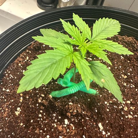 Northern Lights Auto growlog timeline photo